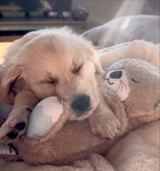 SereniOtter™ – Beruhigendes Hundekuscheltier für stressfreie Entspannung